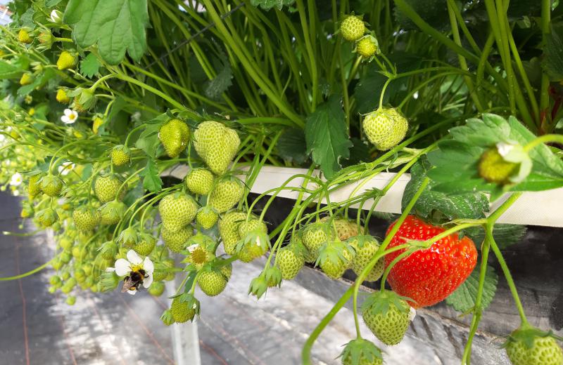 Unsere Erdbeeren werden gepflanzt