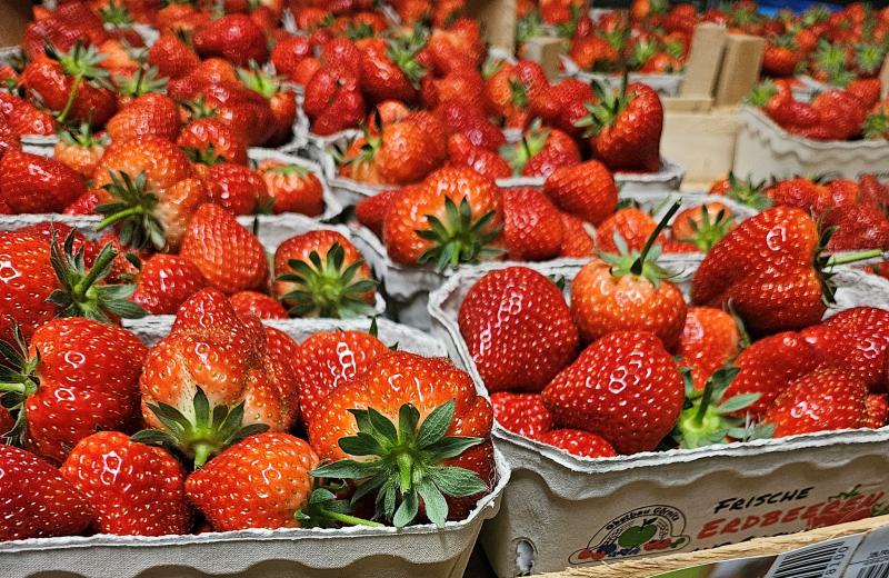Erdbeersaison gestartet – Gewächshaus-Erdbeeren schon erhältlich, Selbstpflücke öffnet bald!