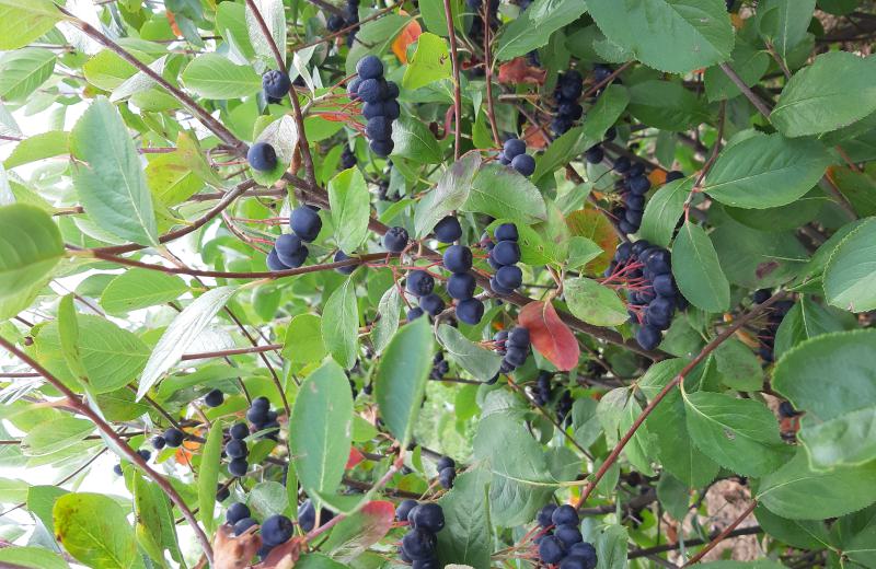 Die Aronia-Selbstpflücke ist beendet