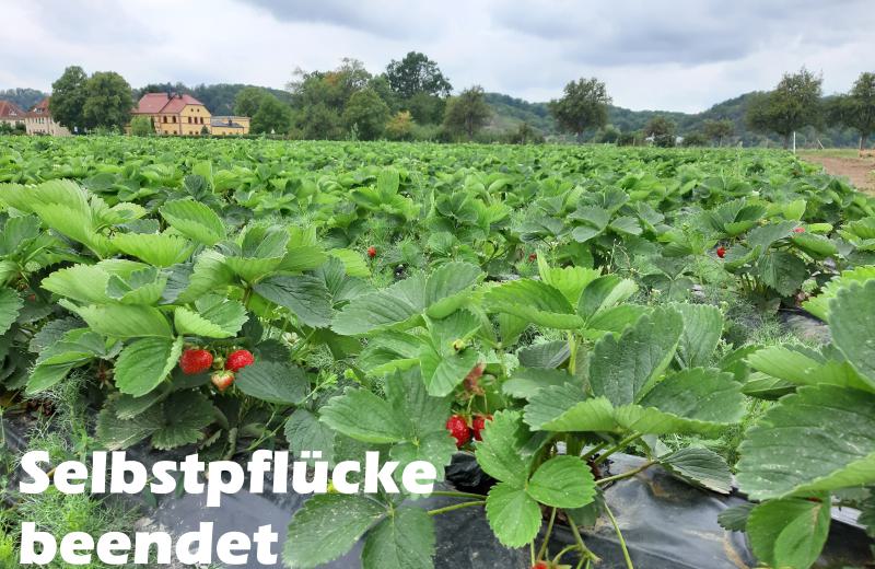 Erdbeer-Selbstpflücke beendet