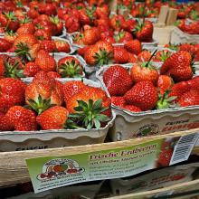 Erdbeersaison gestartet – Gewächshaus-Erdbeeren schon erhältlich, Selbstpflücke öffnet bald!