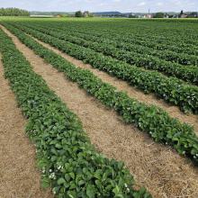 Erdbeersaison gestartet – Gewächshaus-Erdbeeren schon erhältlich, Selbstpflücke öffnet bald!