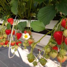 Endlich wieder Frische Erdbeeren