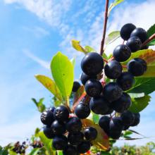 Himbeer- und Aronia Selbstpflücke 2023 BEENDET!!