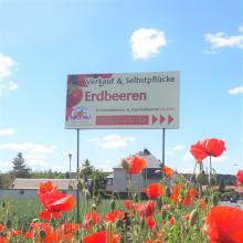 ERDBEER-SELBSTPFLÜCKE BEGINNT AM 26.05.2022